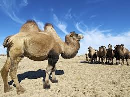 Қазақстанда түйе азайып барады