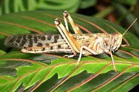 Шегіртке шығын әкелмесін