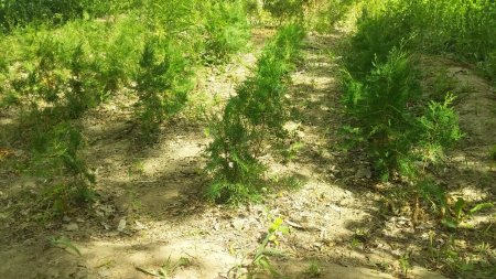 «Ояз» бағында ерекше ағаштар өсірілуде