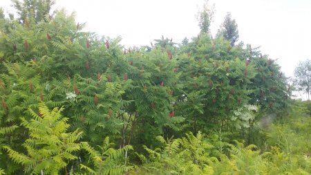 «Ояз» бағында ерекше ағаштар өсірілуде