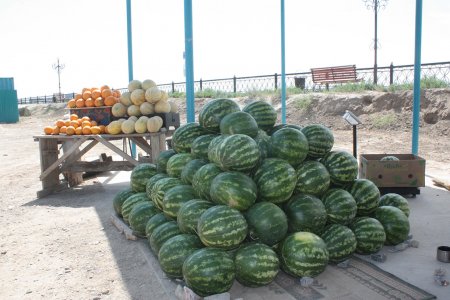 Сырға қауын-қарбыз келді