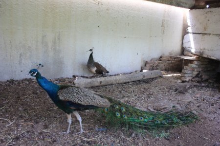 Құлтабаның құстары