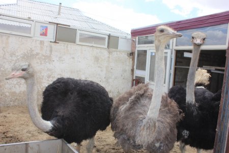 Құлтабаның құстары