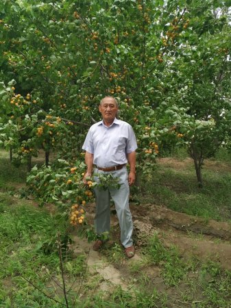 Қазалыда құмның ішінде жайқалған жасыл бақ өсіп тұр