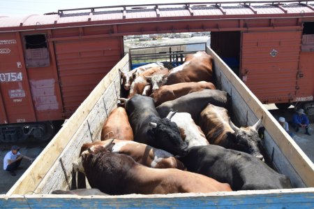 50-ден астам ірі қара Қазалыдан  Иранға жіберілді