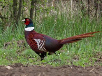 Аңшылар нені ескеруі керек?