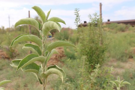 Отбасылық кәсіп – ортақ нәсіп