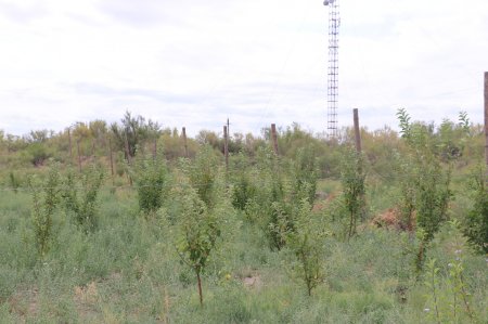 Отбасылық кәсіп – ортақ нәсіп