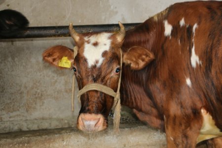 Отбасылық кәсіп – ортақ нәсіп