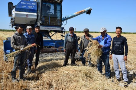 Алтын түстес алқапта