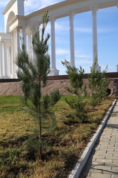 Қызылордада ағаш отырғызу күні өтті