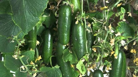 Қызылордадағы жылыжайда қияр жиналуда